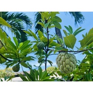 (SG Seller) Custard Apple Seeds- 15 seeds