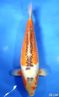 Ikan Koi Import Jepang Shusui Sertifikat Yamaju Barirah43