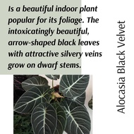 (Real Plant)Alocasia Black Velvet ( small) Pokok keladi viral hidup hiasan rumah live indoor housepl