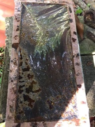 Bibit lebah klanceng Sarawakensis trigona kelulut kele kele kelo kelo BERGARANSI KOLONI KUAT DAN SAN