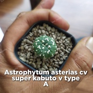 astrophytum asterias cv super kabuto v type A