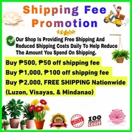 ✼ ✅ Money Plant Chinese Evergreen Seedling Live Plant Aglaonema Stripes Real Plant