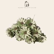 [ PRE-ORDER 5 WEEKS ] BUNGA TELUR GERBERA (BUNGA DIP)