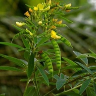 Kadyos or Pigeon Pea Seeds