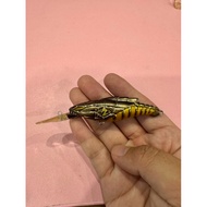 Grander Musashi G-master Lure Skeleton Minnow Gold