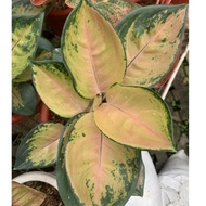 2145 SULTAN BRUNEI - Tanaman Hias Aglonema / Aglaonema