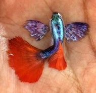 Red Tail Dumbo Guppy