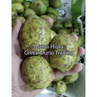 POKOK MATOA HIJAU - LONGAN BRAZIL HIJAU - GREEN MATOA BUAH BESAR