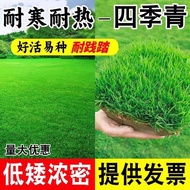 Lawn evergreen green slope protection, dogtooth root, Bermuda tall fescue, rye grass seeds,