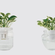 │ 玻璃系列 │ 日本白金葛 - 廚浴植物 水耕盆栽 空氣淨化