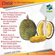 Anak Pokok Durian D168 Johormas