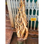 Fresh polyscias fruticosa root 5kg (New peach order)