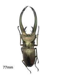 Cyclommatus truncatus.屯卡達細身翅鍬形蟲77mm