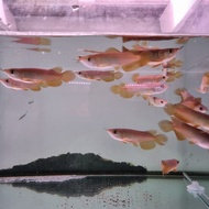 Ikan Arwana Golden Red Terbatas