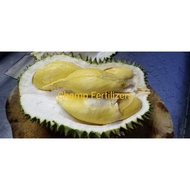 Anak Pokok D163 Hor Lor🌱D163 Durian Hor Lor Tree🌱🔥D163 葫芦王榴莲树苗 🌱🔥Promotion 🔥