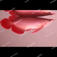 Ikan Arwana Super Red SSB spesial