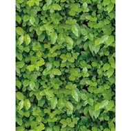 (free gluing tool) 10m roll of wallpaper with pre-adhesive 3d leaf carpet