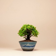 【迷你植物】黃金縮緬葛 居家 辦公室盆栽