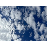 Pickguard Gitar LP Gibson Birdseye Maple Standard Gibson LP Pickguard