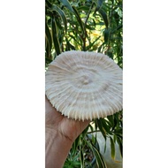 Seashell aquarium arts and decoration 5-7in aquarium decoration