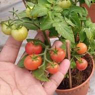 Anak Pokok Tomato Ceri Dah Berbuah Cherry Tomato Live Plant Pokok Tomato Mini Pokok Herba Pokok Hidu