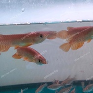 Ikan Arwana Golden Red Baby 10Cm