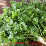 Package of 500 Coriander Seeds - Coriander, Purple Coriander Seeds FARMERS