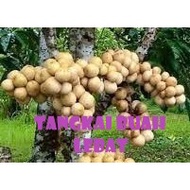 POKOK BUAH DOKONG di Hybrid 100% ~ manis