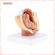 [szxmkj2lp] Lifesize 9th Month Pelvis Section Fetus Models Human Fetal Development Model