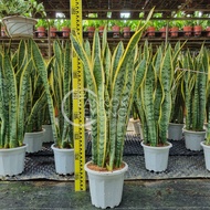 TKL - Big Size Sansevieria Laurentii Sansevieria Family Air Purifying Plant 长叶金边虎尾兰