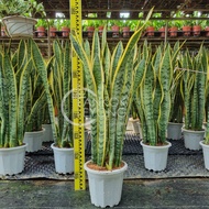 TKL - Big Size Sansevieria Laurentii Sansevieria Family Air Purifying Plant 长叶金边虎尾兰/虎皮兰