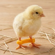 12Pcs Yellow PVC Chick Leg Bands Bird Hobble Brace for Stable Splay Leg Correction  dliyuan