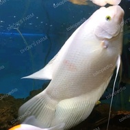 Nirwana Petsshop - Gurame Padang 8 Jari / Gurame Padang Jumbo / Ikan Hias Berkualitas