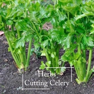 Edible Herb Cutting Celery Seeds - 300 Seeds Pot Friendly Planting, Soup Leaf Seeds, Celery Herb See