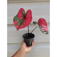 Keladi/ Caladium Cat Tumpah Daun Bulat (2 Daun) /Red Beret