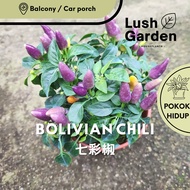 Bolivian Rainbow Chili Peppers Cili 七彩椒 150mm Pot Edible Live Plant Vegetable Sayur Fruit Buah [Lush