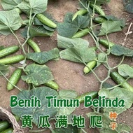 Benih Timun Belanda Manis (20 seeds)/无架爬地水果黄瓜籽/ Dutch Cucumber Seeds