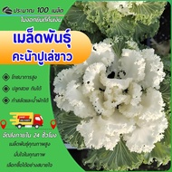 100 เมล็ด เมล็ดพันธุ์คะน้าปูเล่ขาว เมล็ดคะน้าปูเล่  ประดับสวยงาม ปูเล่ขาว สวยแปลก กินได้