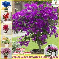 [Fast Grow] Rare Dwarf Bougainvillea Flower Seeds for Planting (100 seeds per pack/Assorted)丨九重葛植物种子丨Bonsai Tree Live Plants Ornamental Flowering Plants Seeds Potted Climbing Plant Air Purifying Indoor Plants Real Plants Outdoor Home Garden Decor