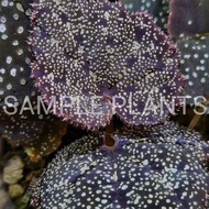 【HIDINGNATURE】 Begonia curtisii galaxy  (Rare)