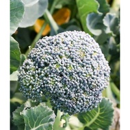 Biji Benih Brokoli Calabrese Broccoli Seed - 100 Biji