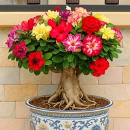 7-color Thai double plumeria seeds - Bag of 10 seeds - Code 1997