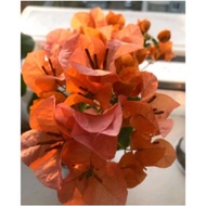 terlaris!!tanaman hias bugenvil bunga kertas/bougenville-bunga kertas terbaru - orange
