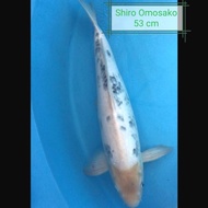 Ikan Koi Shiro Import Jepang. Bersertifikat