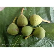 BUAH TIN PUTIK / BUAH TIN FRESH / BUAH TIN IRAQI