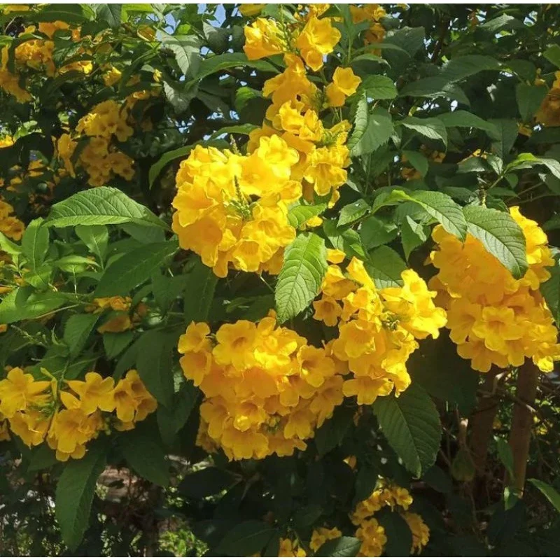 ( BISA COD )Tanaman Hias Bunga Tecomaria Bunga Kuning - Yellow elder - Tecoma stens