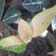 △aglaonema big roi, live plants