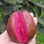 Bibit Jambu Kristal Merah Australia
