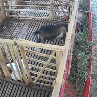 Kambing Jantan Jawa Randu