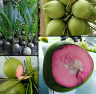 Bibit Tanaman Buah Kelapa Wulung